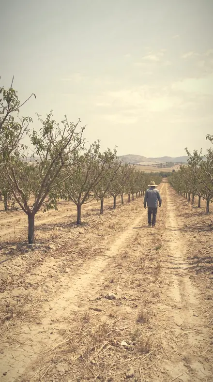 Veiled Bloom applied to The orchard, softened row by row