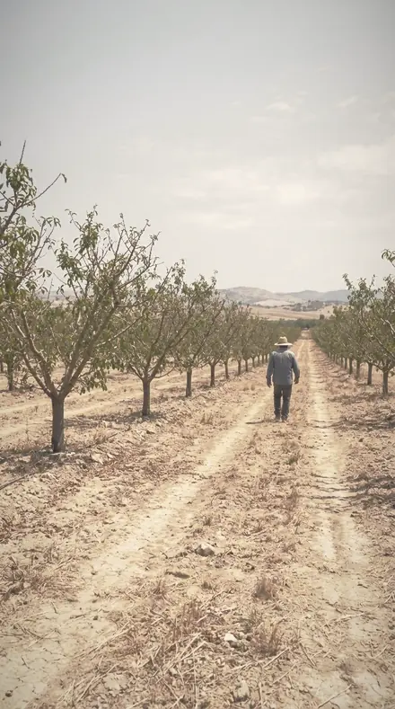 Muslin Screen applied to The orchard, softened row by row