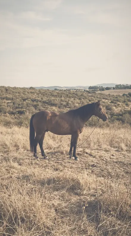 Hazed Meadow applied to A late field, the horse a warm shape in the halo