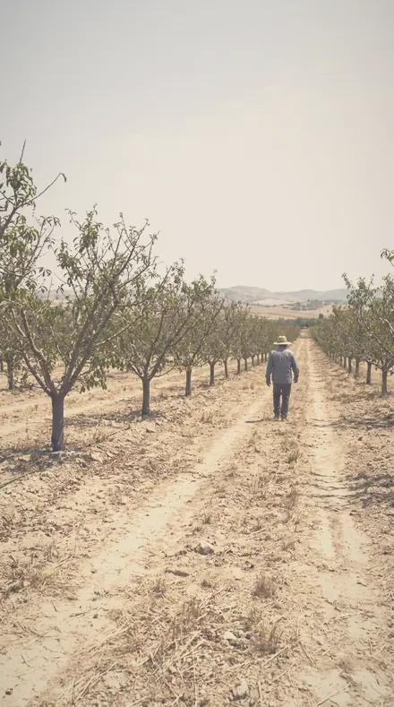 Hazed Meadow applied to The orchard, softened row by row