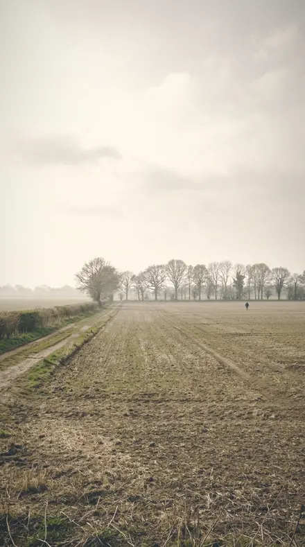 Drifting Light applied to The meadow, its haze put back