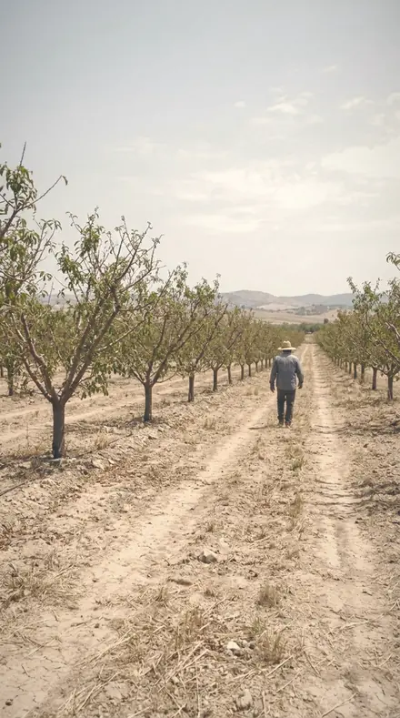 Drifting Light applied to The orchard, softened row by row