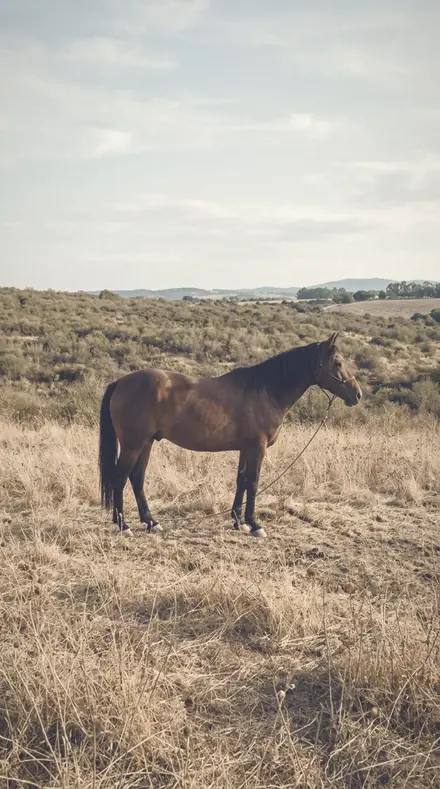 Gauze Curtain applied to A late field, the horse a warm shape in the halo