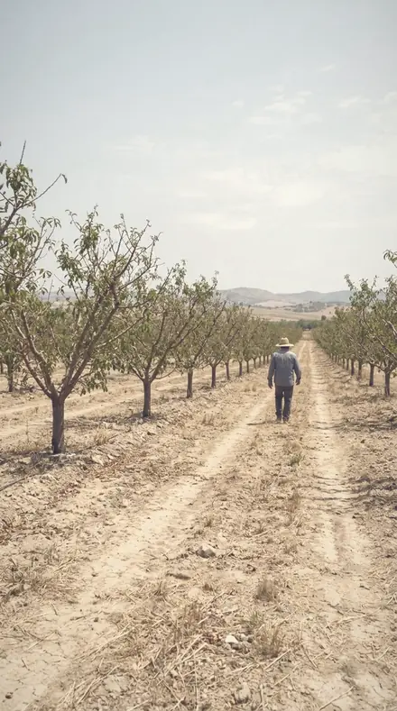 Gauze Curtain applied to The orchard, softened row by row