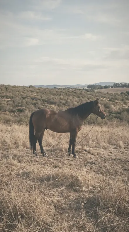 Breathed Glass applied to A late field, the horse a warm shape in the halo