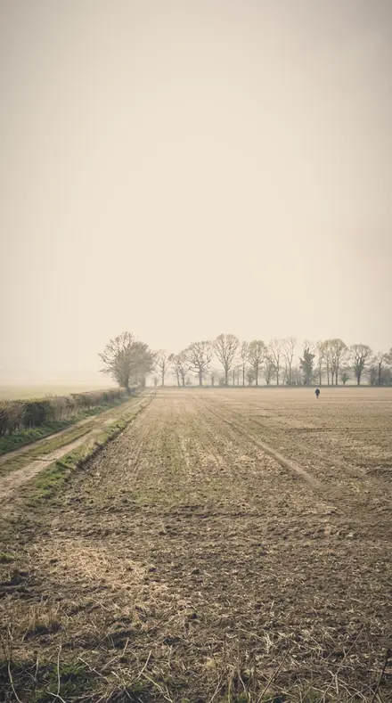 Vapour Field applied to The meadow, its haze put back