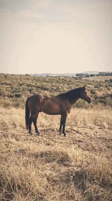 Vapour Field applied to A late field, the horse a warm shape in the halo