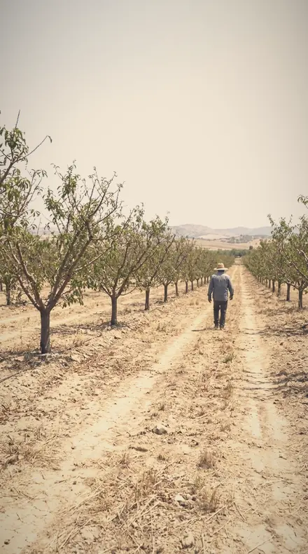 Vapour Field applied to The orchard, softened row by row