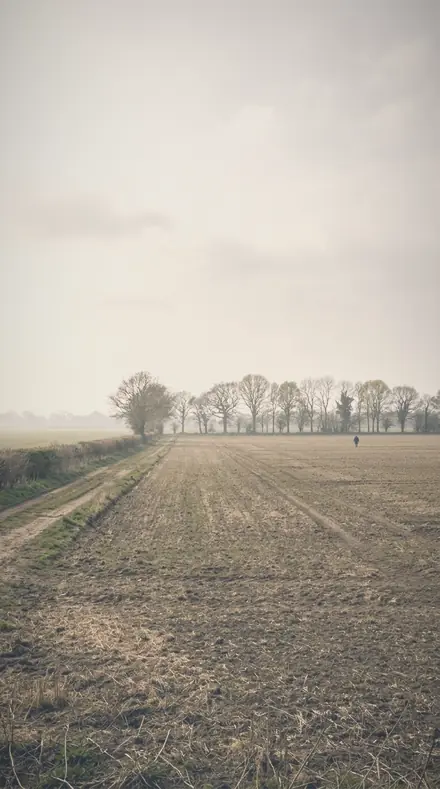 Blurred Orchard applied to The meadow, its haze put back