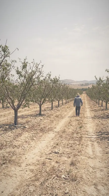 Blurred Orchard applied to The orchard, softened row by row