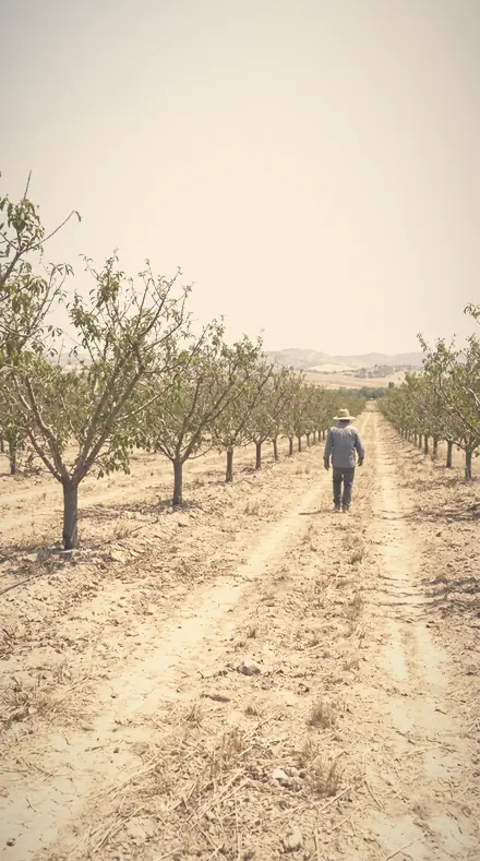 Dusted Halo applied to The orchard, softened row by row