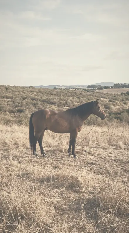 Silken Air applied to A late field, the horse a warm shape in the halo