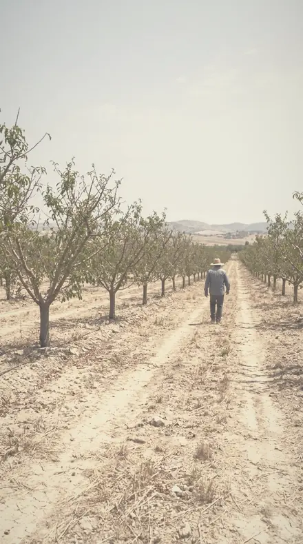 Silken Air applied to The orchard, softened row by row