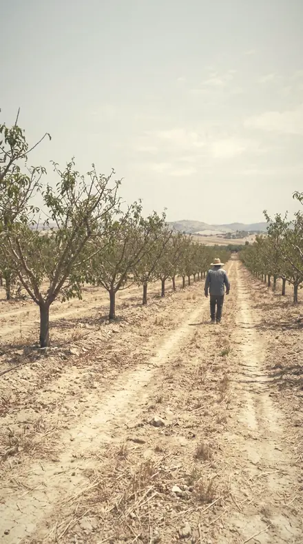Lantern Mist applied to The orchard, softened row by row