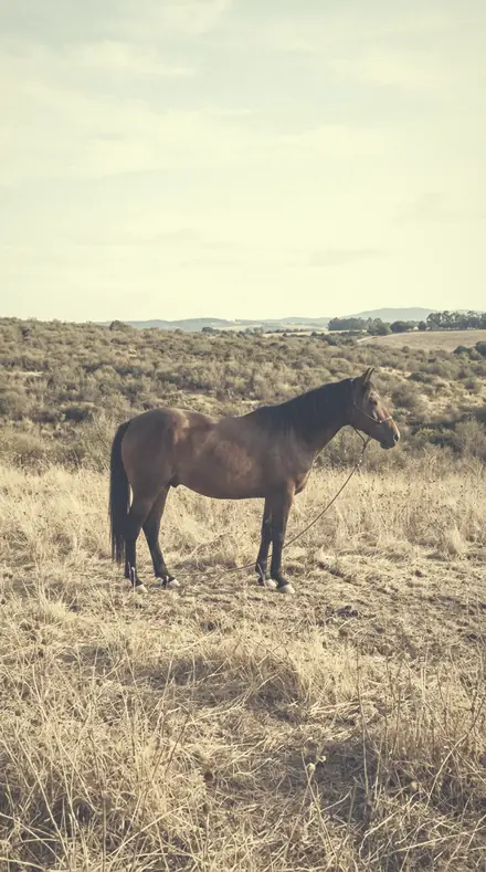 Powdered Sky applied to A late field, the horse a warm shape in the halo