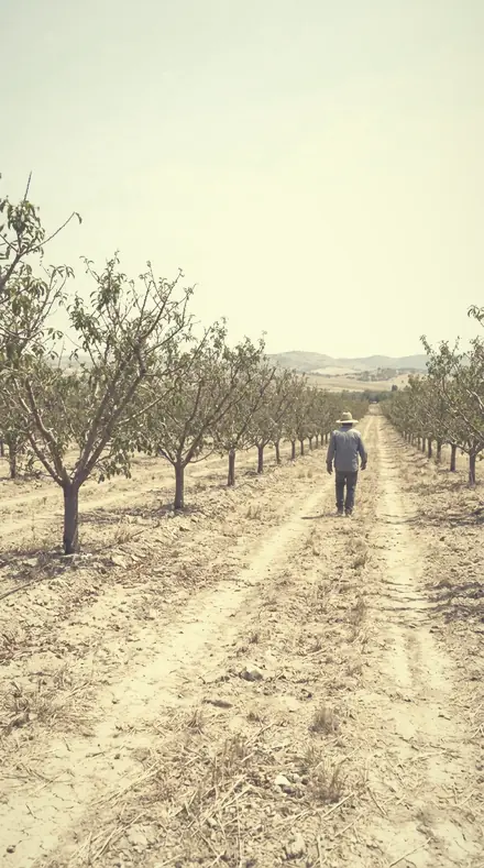 Powdered Sky applied to The orchard, softened row by row