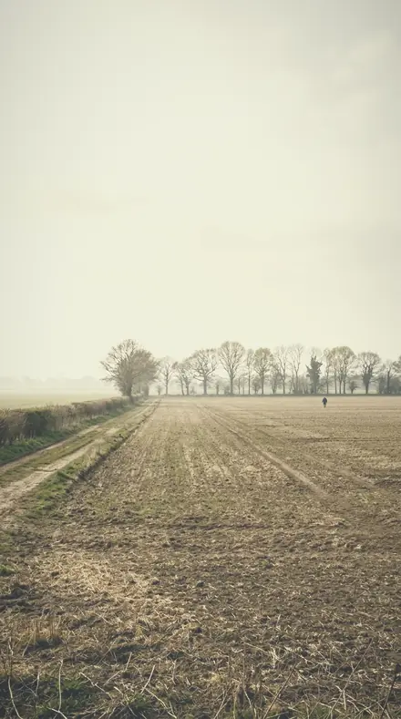 Faint Willow applied to The meadow, its haze put back