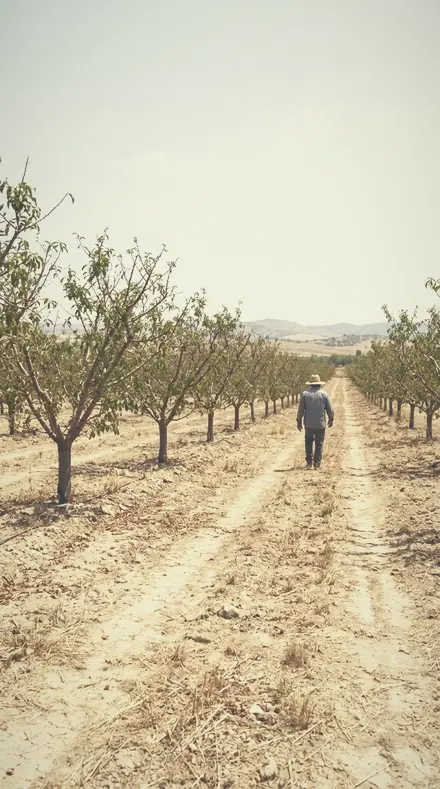 Faint Willow applied to The orchard, softened row by row