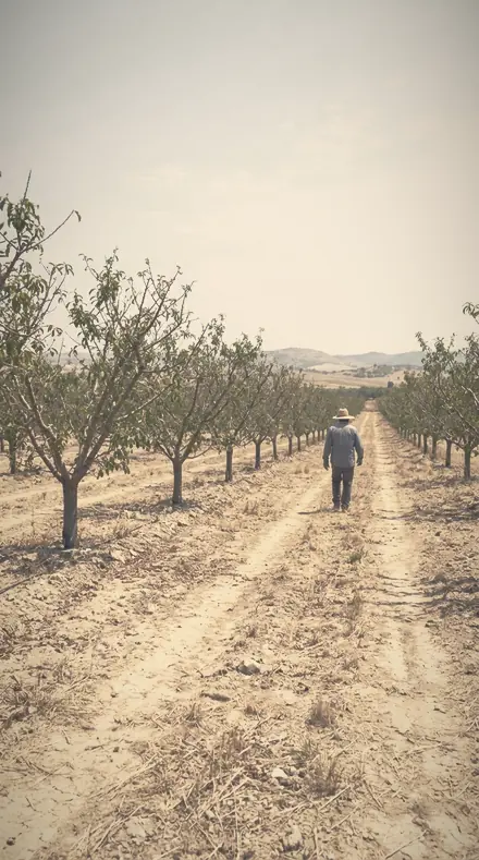 Smoke Garden applied to The orchard, softened row by row