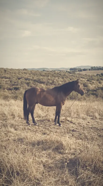 Tender Distance applied to A late field, the horse a warm shape in the halo