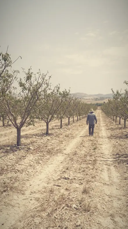 Tender Distance applied to The orchard, softened row by row