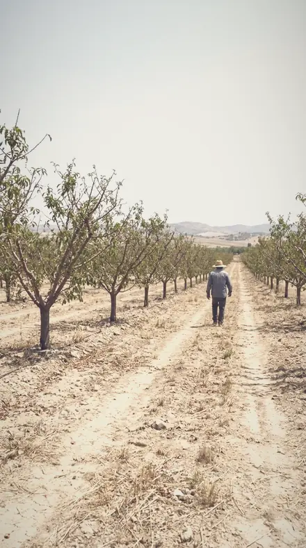 Bloomed Edge applied to The orchard, softened row by row