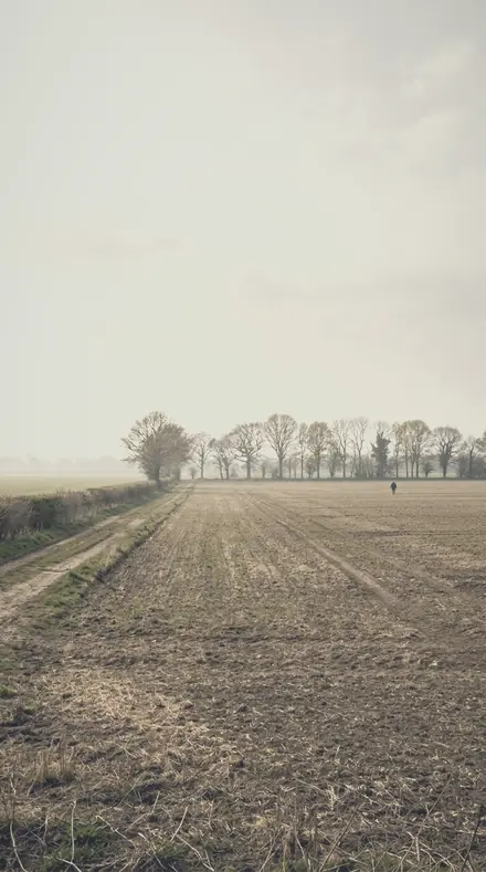 Feathered Bough applied to The meadow, its haze put back