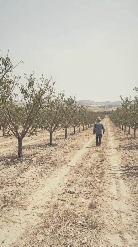 Feathered Bough applied to The orchard, softened row by row