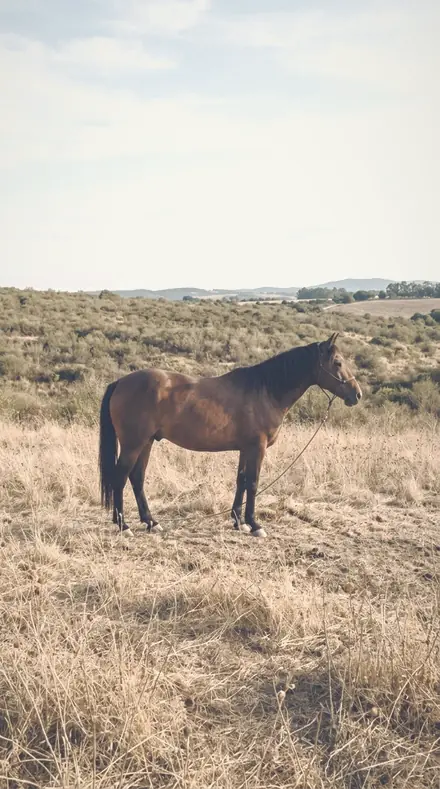 Diffused Noon applied to A late field, the horse a warm shape in the halo