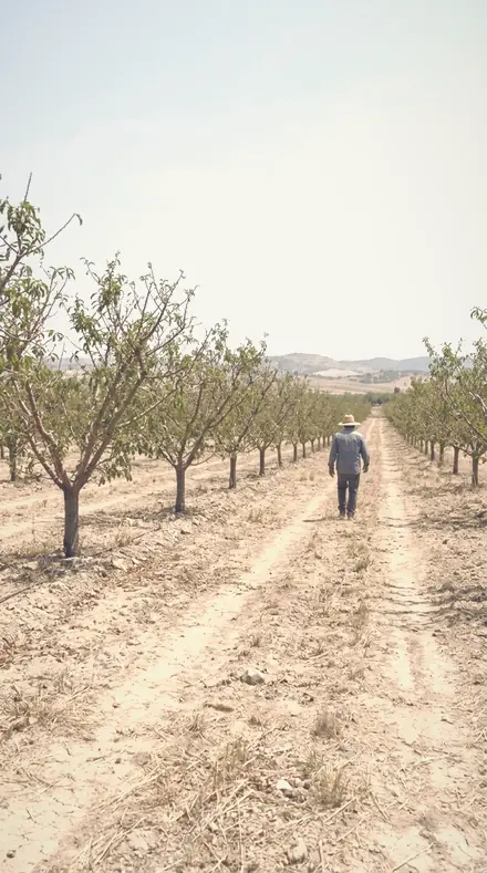 Diffused Noon applied to The orchard, softened row by row