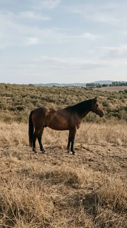 Before: A late field, the horse a warm shape in the halo